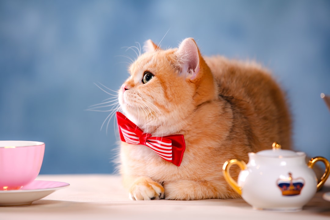 Os melhores brinquedos para cães