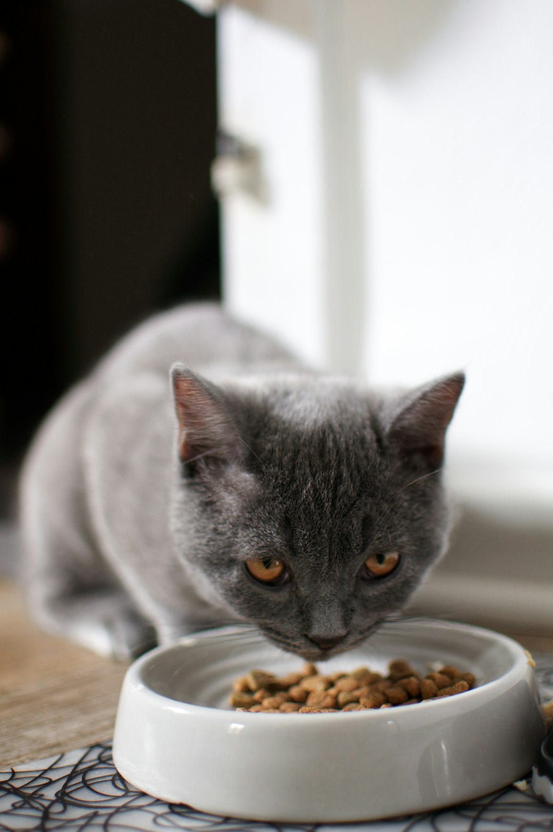 Acessórios essenciais para pets