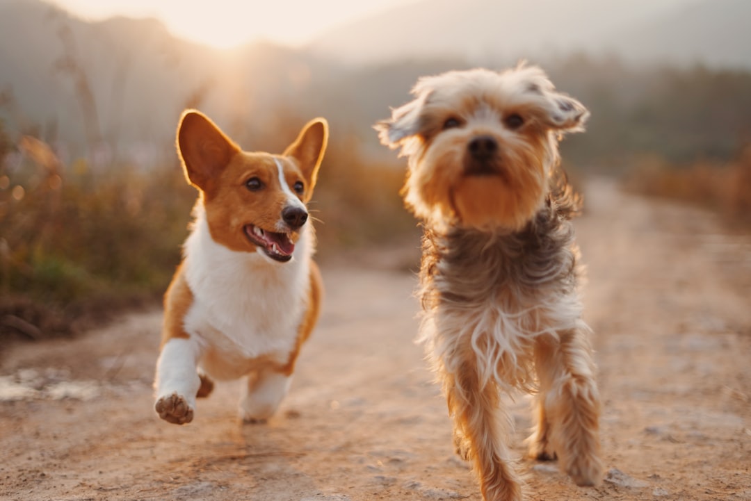 Tecnologia para pets